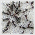 How to Get Rid of Ants from Your Home