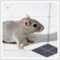 Pestclear - The Best Way to Keep Mice, Rats, & Crawling Insects out of Your Home.